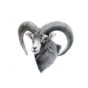 mouflon sheep