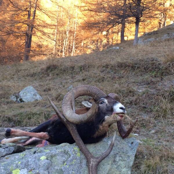 mouflon sheep hunting italy