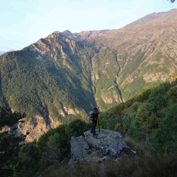 red stag hunting italy