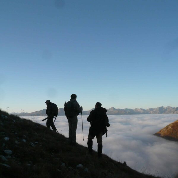 alpine chamois hunting italy