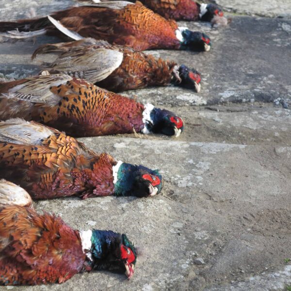 pheasant hunting italy