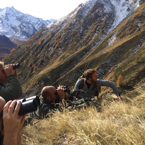 alpine chamois hunting italy