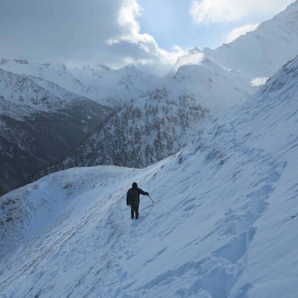alpine chamois hunting italy