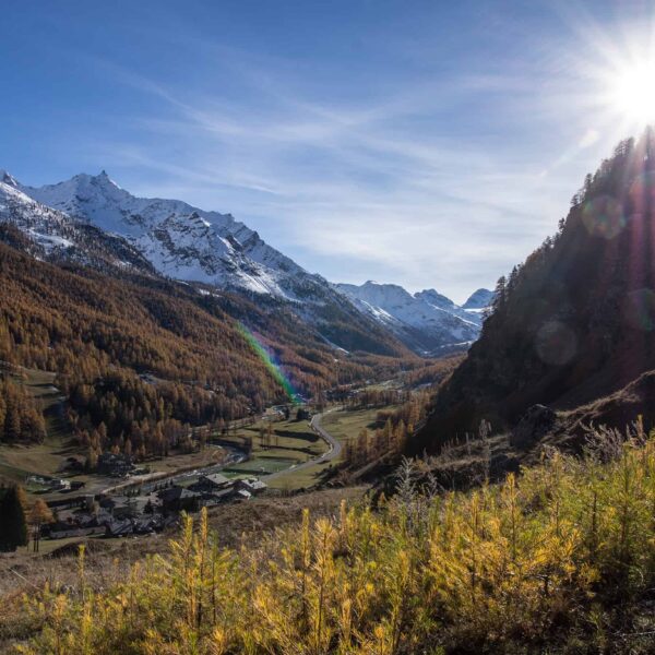 alpine chamois hunting italy