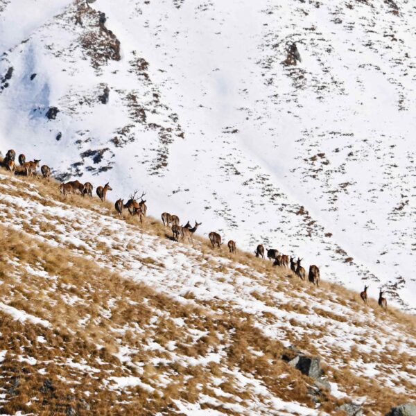 red stag hunting italy