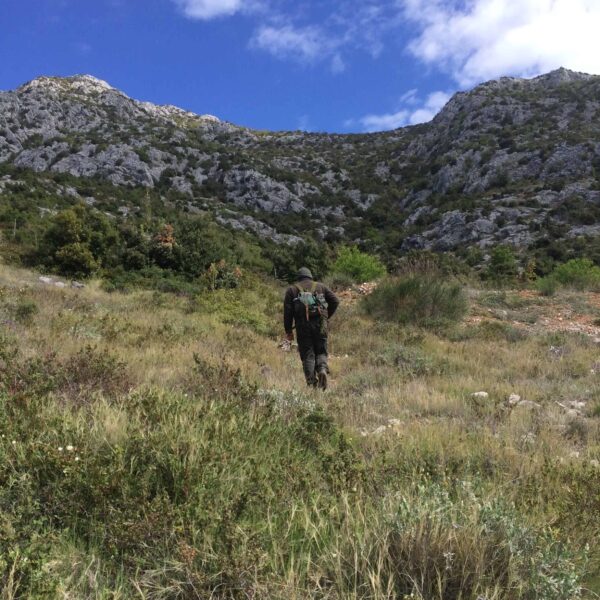 mouflon sheep hunting italy