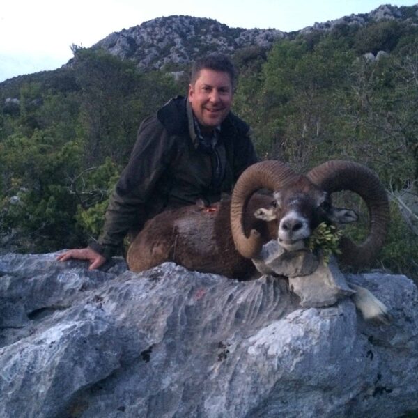 mouflon sheep hunting italy