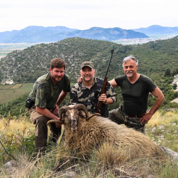 mouflon sheep hunting italy