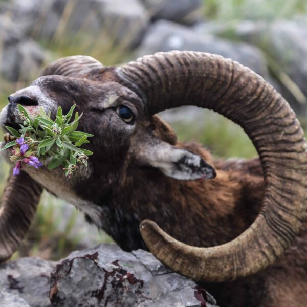 mouflon sheep hunting italy
