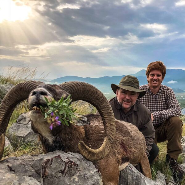 mouflon sheep hunting italy