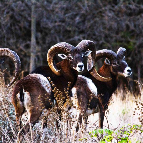 mouflon sheep hunting italy