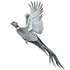 pheasant icon