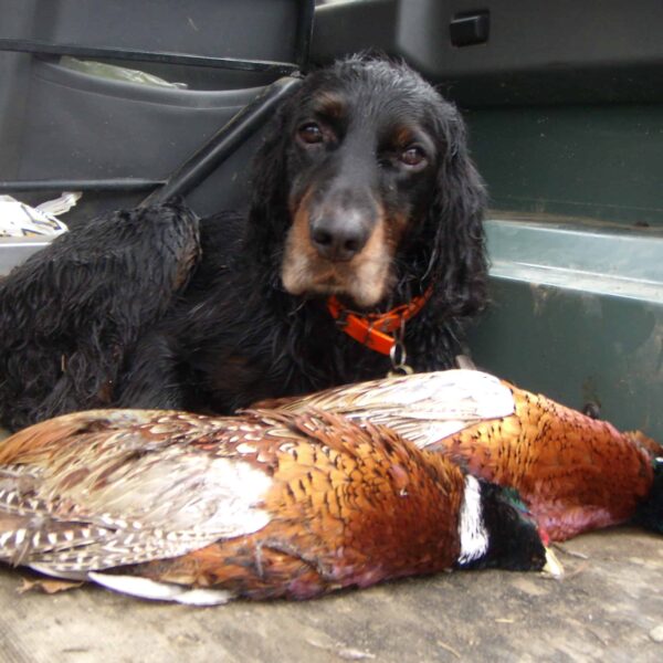 pheasant hunting italy