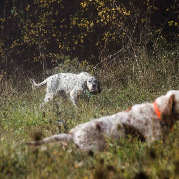 pheasant hunting italy