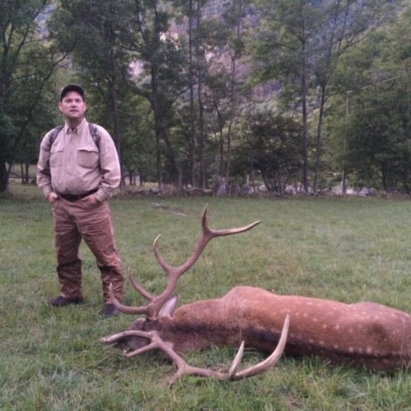 red stag hunting italy