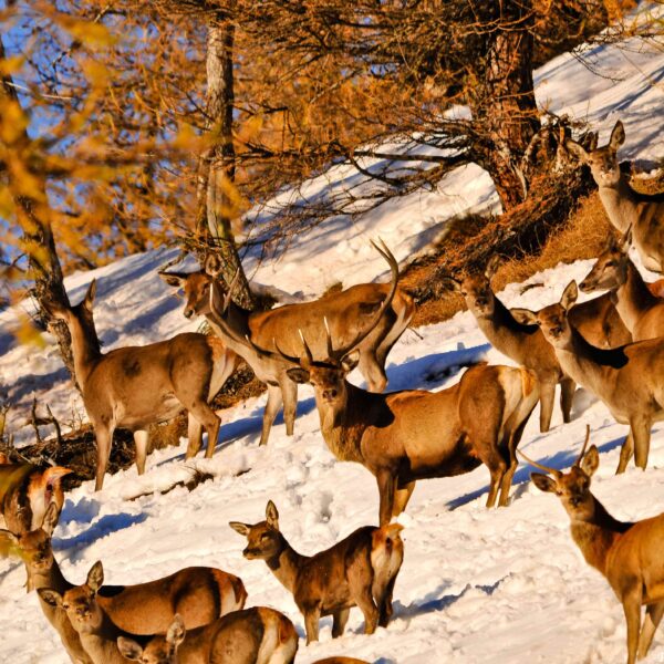 red stag hunting italy