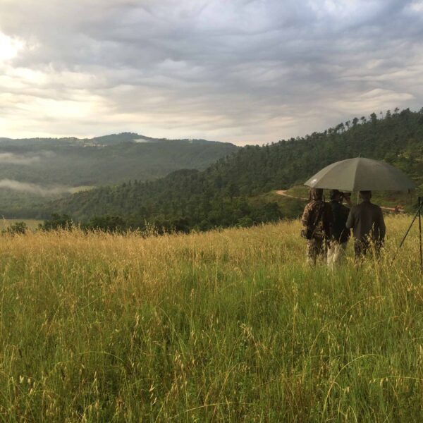 roe deer hunting italy