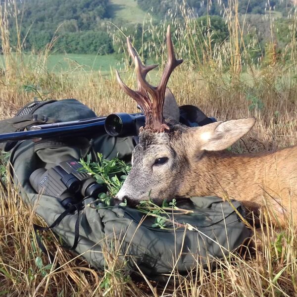 roe deer hunting italy