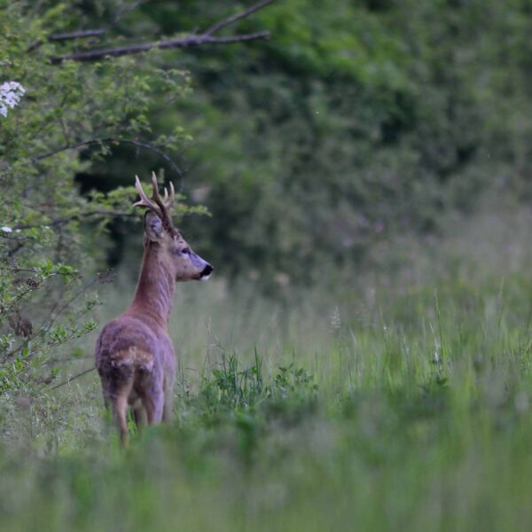 roe deer hunting italy