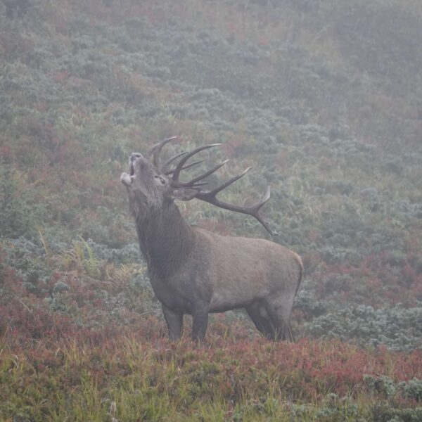 red stag hunting italy