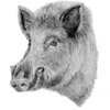 wild boar icon