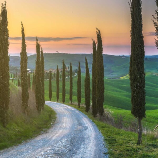 roe deer countryside indulgence hunting italy
