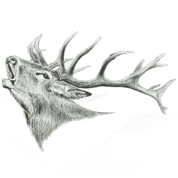 red-stag-italian-safari-compressed red stag hunting italy