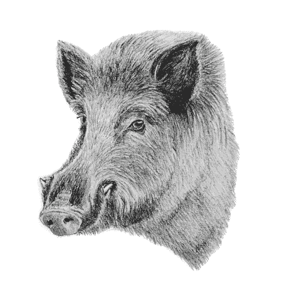 wild-boar-1 wild boar hunting italy