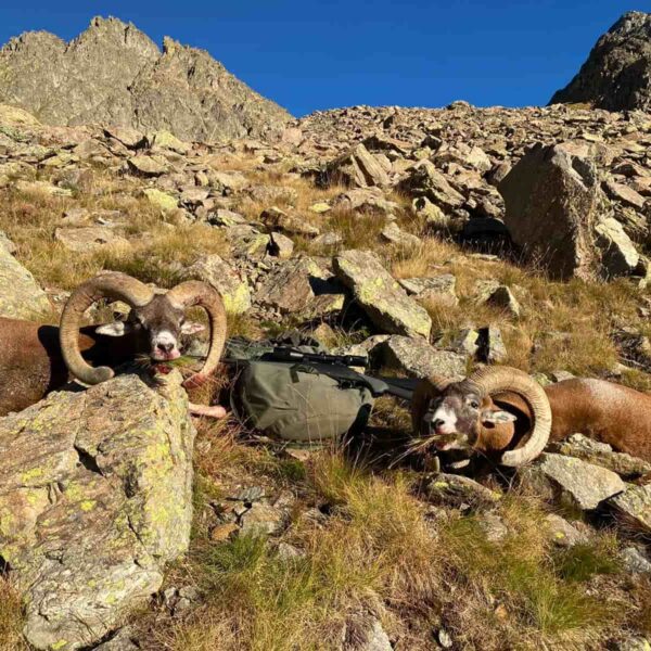 European mouflon