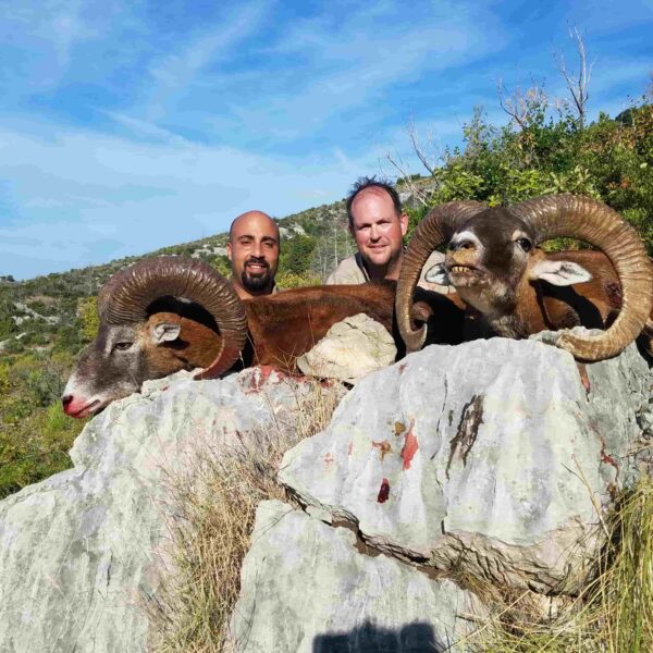 European mouflon