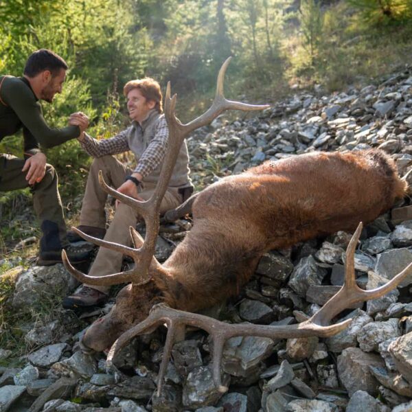 red stag hunting