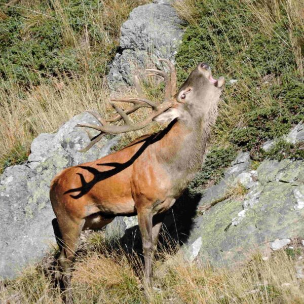 red stag hunting