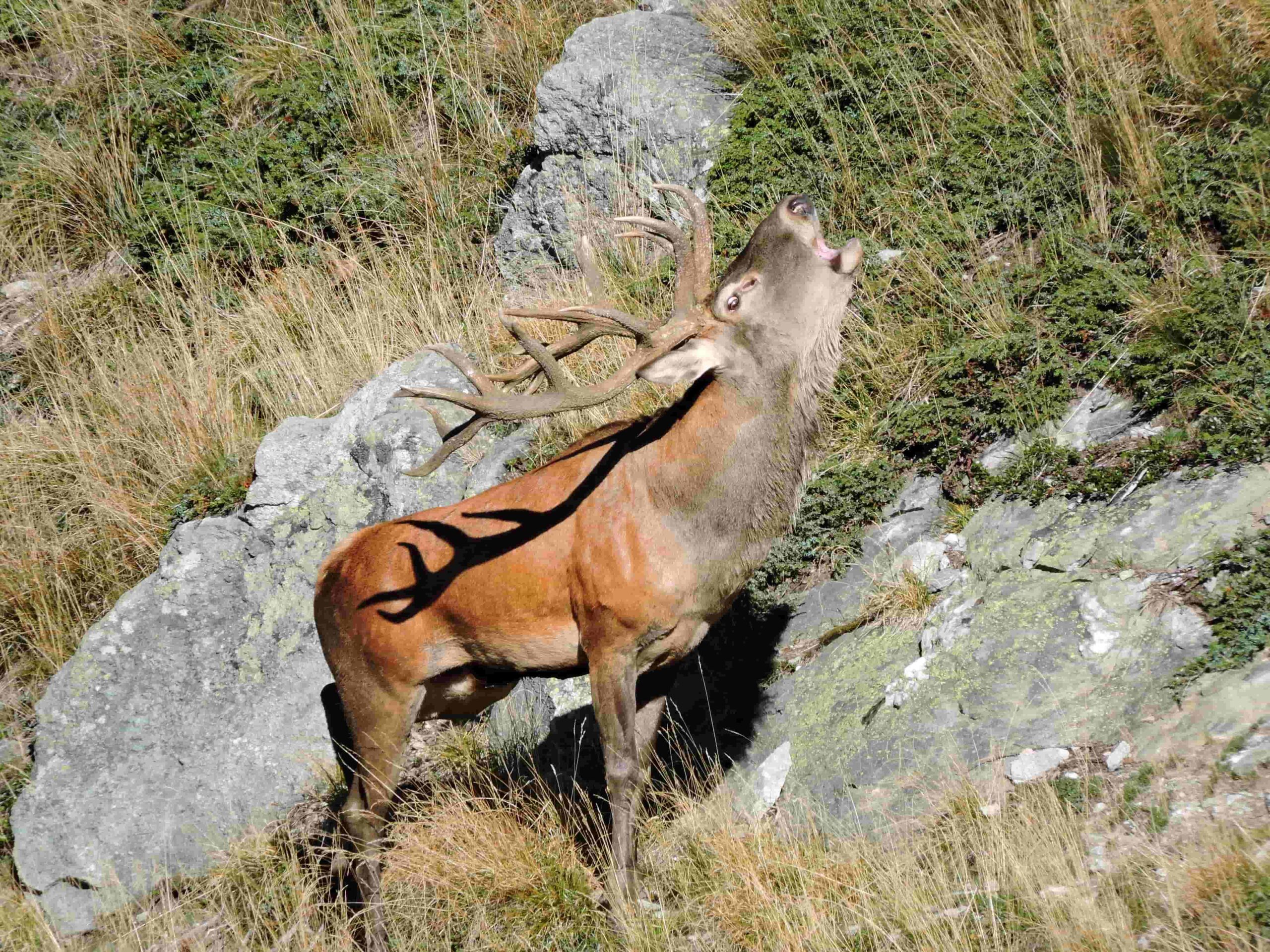 hunting, deer / roe deer / chamois, North American Indian hunting