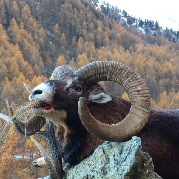 European mouflon