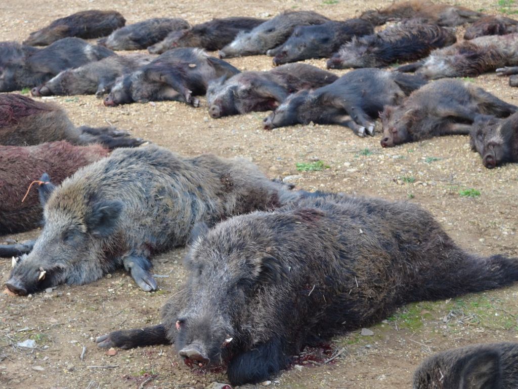 wild boar Driven hunts