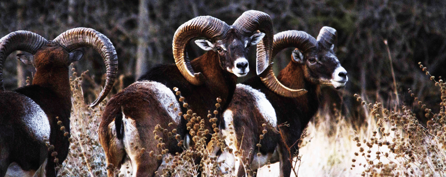 Muflon Sheep - Italian Safari